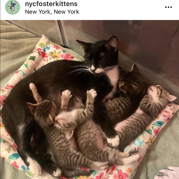 Foster Kitten Love 😻 - Picture 8 of 16